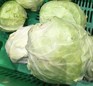 Cabbage