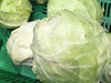 Cabbage