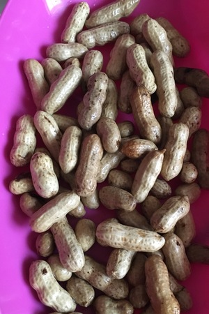Groundnut