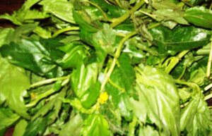 Ewedu leaf