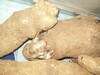 Yam