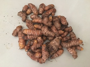 Turmeric