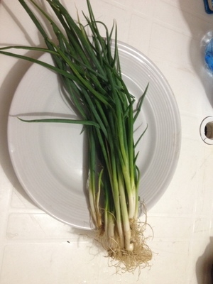 Spring Onions