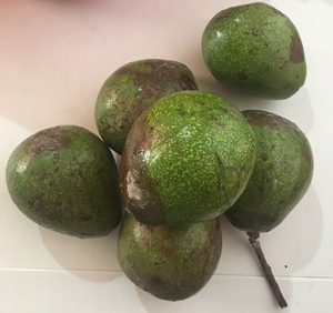 Avocado
