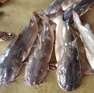 Catfish